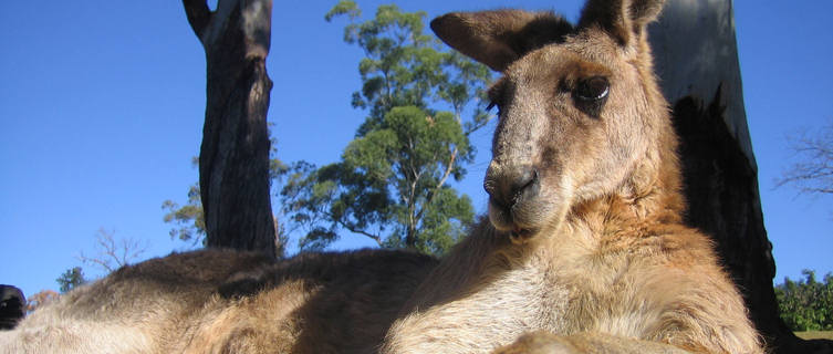 Kangaroo at the Lone Pine Koala Sanctuary, Brisbane