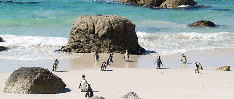 African penguins in Cape Town