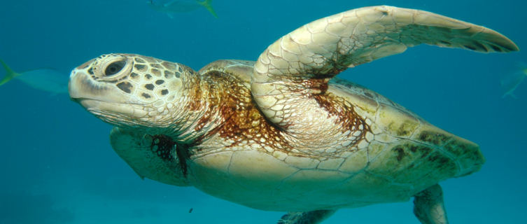 Sea Turtle, Great Barrier Reef, Cairns
