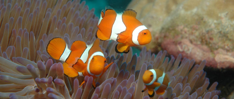 Clownfishes, Great Barrier Reef, Cairns