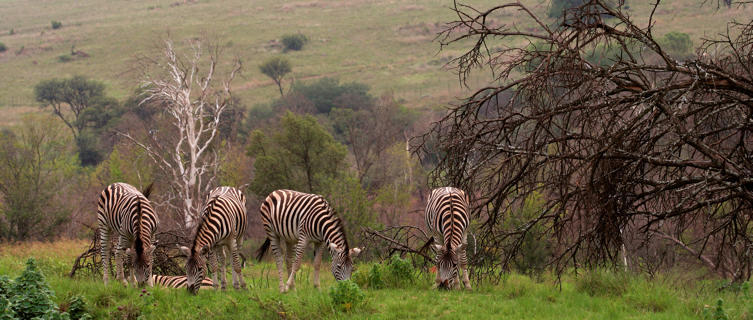 Zebras grazing near Johannesburg