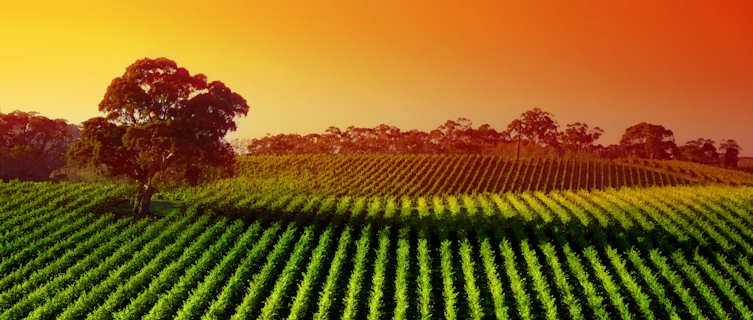 Adelaide's vineyards produce much of Australia's finest wine