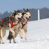 Dogs love running in powdery snow