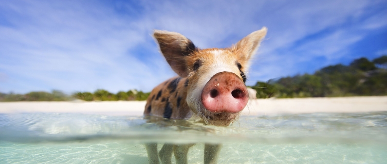 Guess where Pig Island gets its name from?