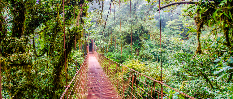 High up in the Monteverde Cloud Forest Reserve in Costa Rica
