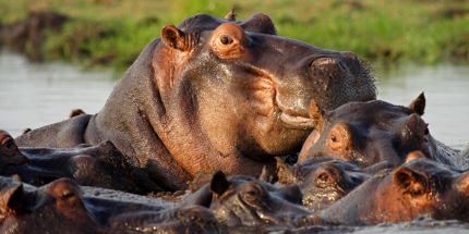 Wallowing hippos