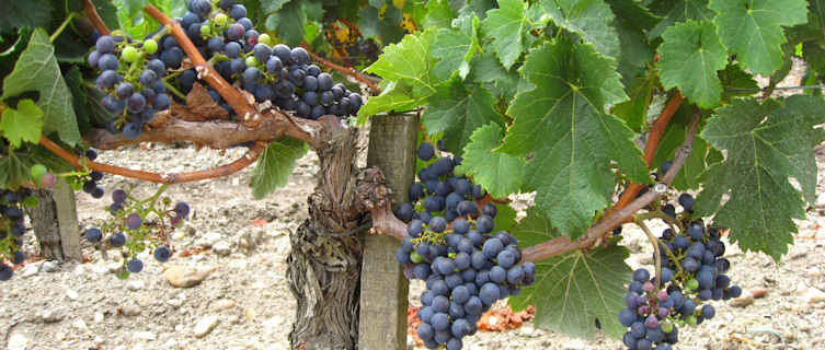 Bordeaux Medoc vineyards