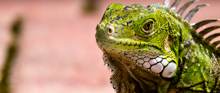 Iguanas can be found all over Aruba