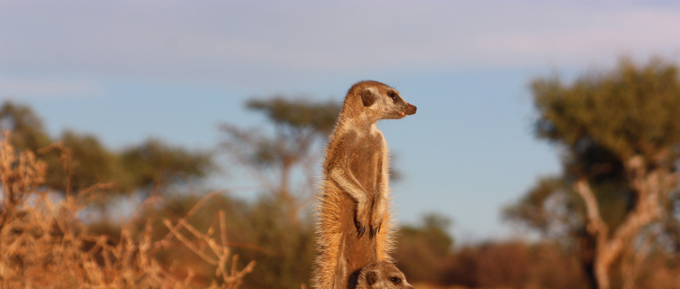 Meerkats are one of the many fauna found in the Kalahari Desert