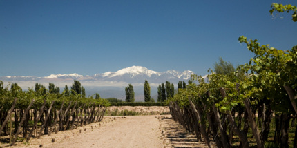 Vines grow in the shadow of the Andes in Mendoza