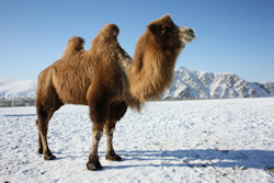 An unexpected sight in Mongolia, camels are great at adapting to the extremities