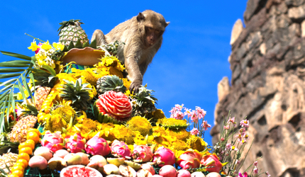 A macaques quaffs fruit at the Monkey Buffet Festival