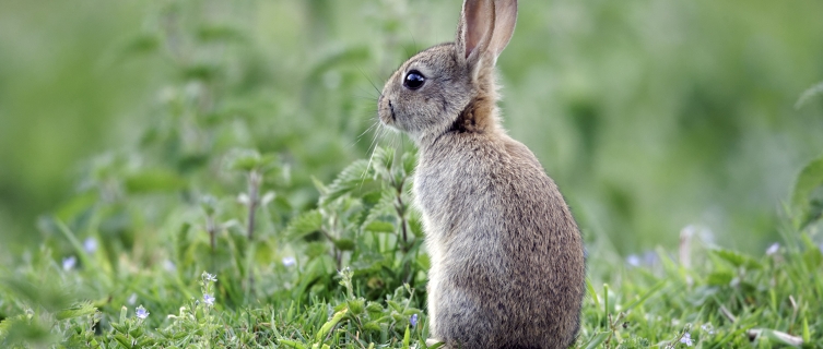 Okunoshima Island is home to hundreds of rampant rabbits
