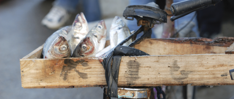 Essaouira centres round a thriving fishing industry