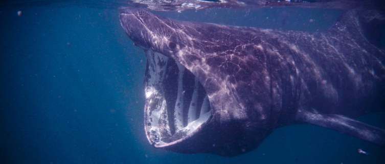 Protected basking sharks migrate past the Isle of Man in July