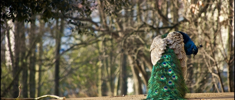 Roaming peacocks add to the park's mystique