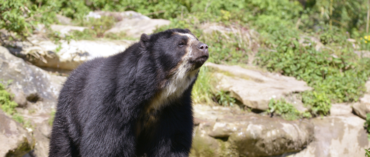 See an Andean bear in Bolivia
