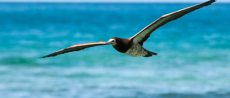 Spot a brown booby bird in the British Virgin Islands