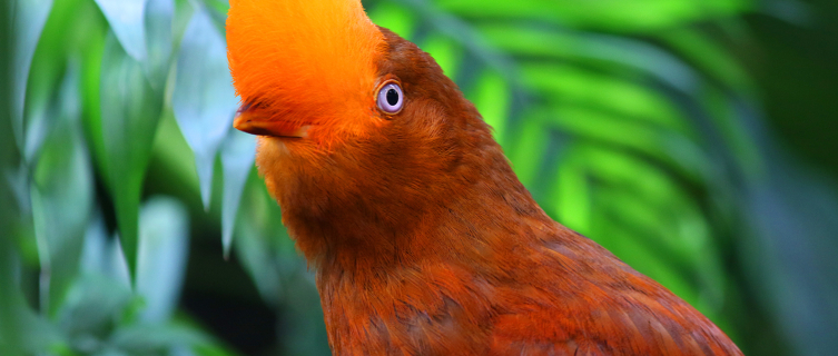 Spotting the Andean cock-of-the-rock in Peru’s Amazonas region shouldn’t be hard