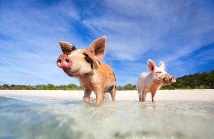 Sun, sand and swine on Pig Island