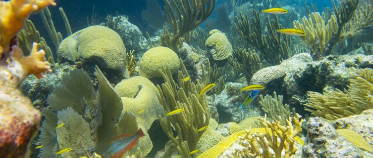 The coral off Bermuda's coast