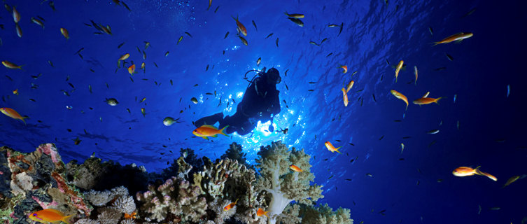 Go diving in Egypt this March
