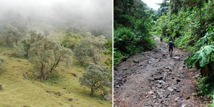 From misty forests to rocky roads