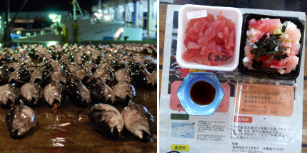 Katsuura fish market and fresh tuna sashimi for breakfast