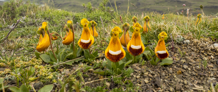 Virgin's slipper flower found in Patagonia 
