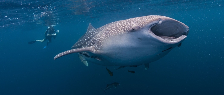Whale sharks are regular visitors to Okinawa