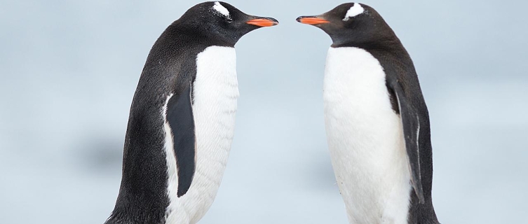 Why does one loyal penguin travel a major distance every year?