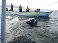 Whale watching in Mexico © Creative Commons / NAParish