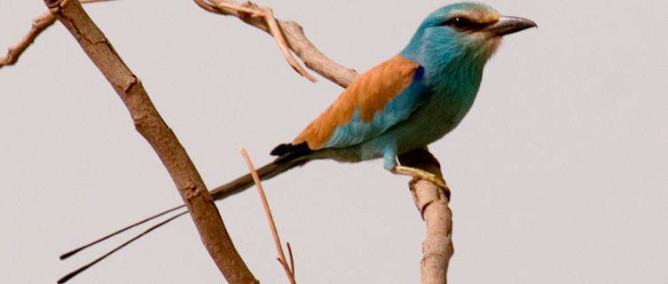 Abyssinian Roller, Gambia