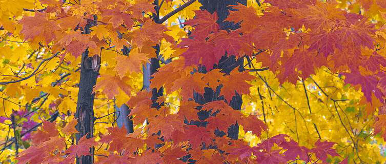 Autumn leaves, Pepper Pike, Ohio, USA