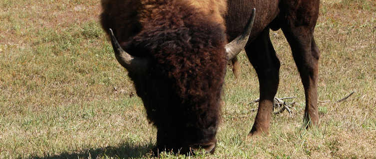 Bison in Theodore Roosevelt National Park