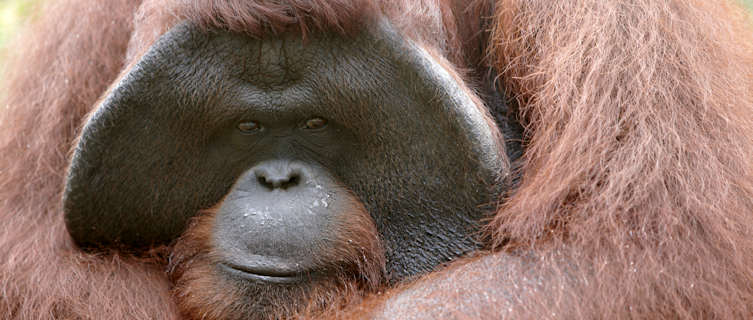 Borneo's endangered orangutans