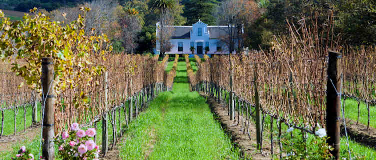 Cape Dutch homestead on a vineyard, South Africa