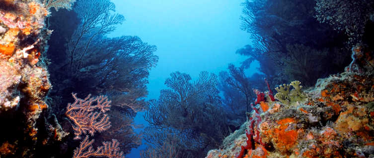 Coral reef at Almond Point Bequia, St Vincent