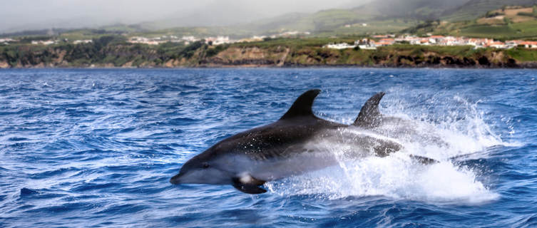 Dolphin spotting, Azores