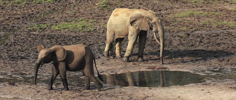 Elephants in the Dznaga Sangha reserve, CAR