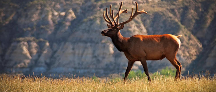 Elk in South Dakota's Badlands National Park