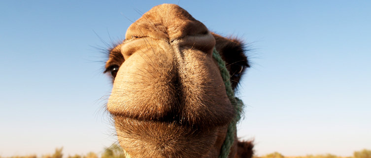 Enjoy a camel back adventure into the desert