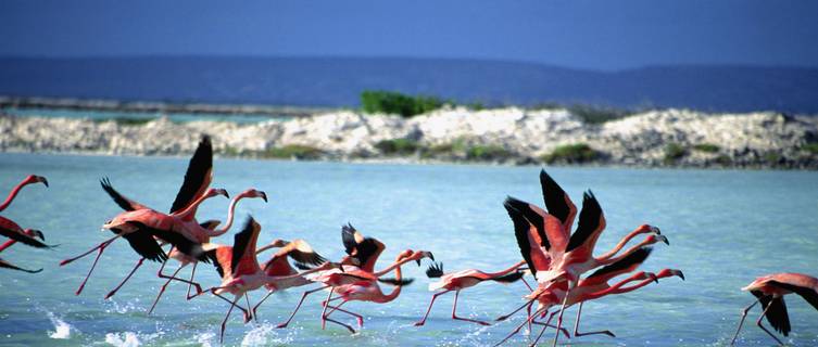 Flamingoes, Bonaire