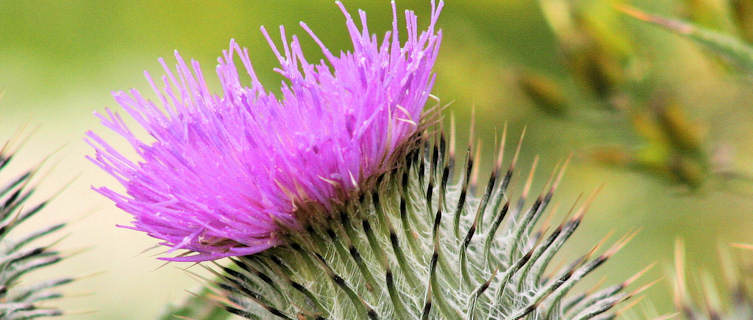 Flower of Scotland