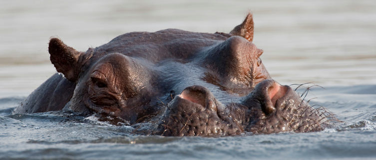Hippo in the Zambezi River