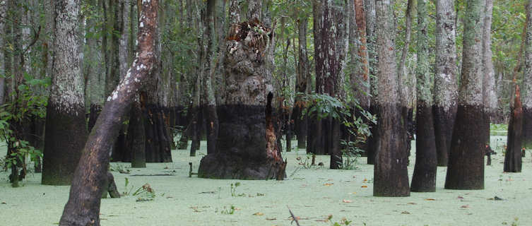 Honey Island swamp in Louisiana