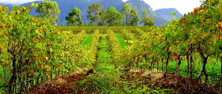 Hunter Valley wineyard, New South Wales