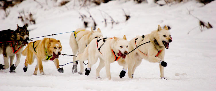 Husky sleds provide an excelltn travel experience through the Yukon winter