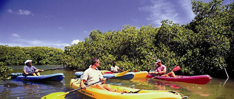 Kayaking through the mangroves, Bonaire