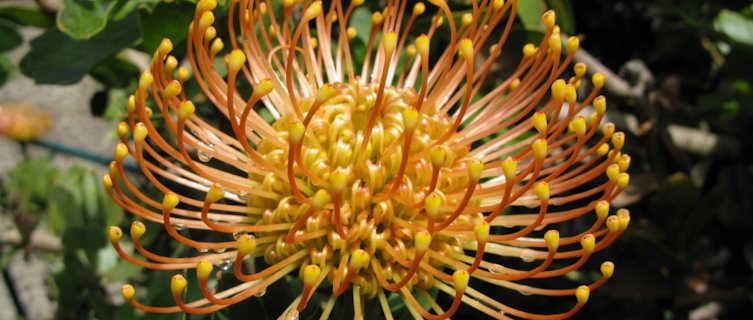 Madeira flower